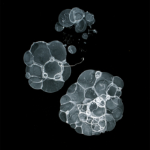 White Cluster VI, soap bubbles and ink on paper, 11 ¾ x 15 ¾ inches